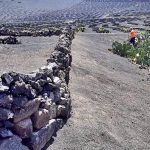 A recovery program has improved 20 hectares of abandoned farms in La Geria