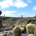 [Gallery] The truth of walking through the Cactus Garden