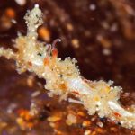 Lomanotus tias, la nueva especie marina descubierta en Puerto del Carmen
