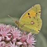 Las mariposas de Timanfaya, termómetros para averiguar la salud ambiental del ecosistema volcánico